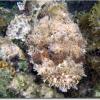 Spotted Scorpionfish (2009)