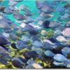 Blue Tang (2009)
