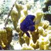 Yellowtail Damselfish Juv. (2009)