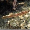 Trumpetfish (2008)