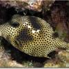 Spotted Trunkfish (2007)