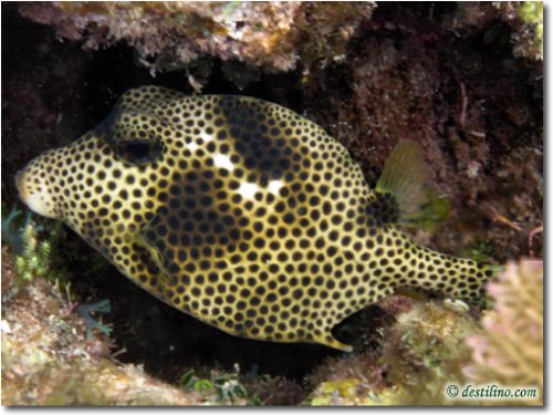 Spotted Trunkfish (2007)