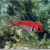 Black bar Soldierfish (2009)