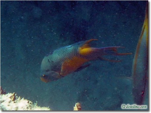 Parrotfish (2005)