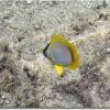 Spotfin Butterflyfish (2010)