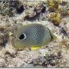 Foureye Butterflyfish (2005)