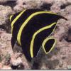 French Angelfish Juv. (2008)