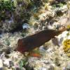 Redlip Blenny (2009)