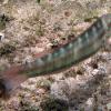 Slippery Dick (2008)