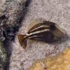 Orangespotted Filefish (2008)