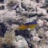 Cocoa Damselfish Juv. (2008)