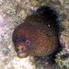 Goldentail Moray (2009)