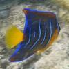 Queen Angelfish Juv. (2009)