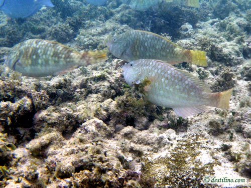 Yellowtail Parrotfish Juveline (2009)
