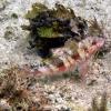 Spotted Goatfish (2009)