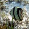 Banded Butterflyfish (2010)