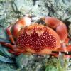 Batwing Coral Crab (2009)