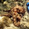 Common Octopus (2007)
