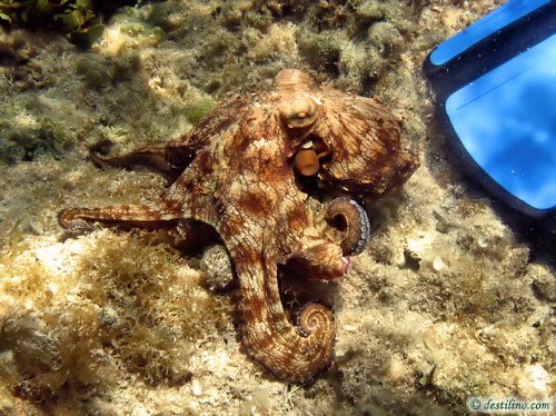 Common Octopus (2007)