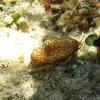 Flamingo Tongue (2005)