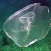 Moon Jelly (2008)