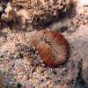 Red Warty Anemone (2008)