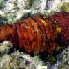 Donkey Dung Sea Cucumber (2009)