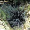 Long-Spined Urchin (2010)