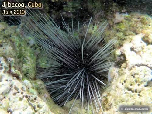 Long-Spined Urchin (2010)