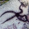 Spiny Brittle Star (2010)