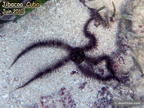 Spiny Brittle Star (2010)