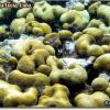 Boulder Star Coral (2005)