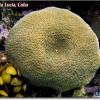 Corals