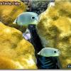 Four-eye Butterflyfish (2005)