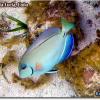 Ocean Surgeonfish (2005)