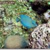 Blue Tang Juveline (2005)