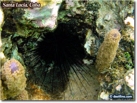Long-Spined Urchin (2005)