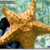 Cushioon Sea Star (2005)