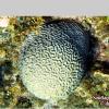 Symmetrical brain Coral (2007)