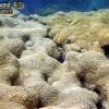 Elliptical star coral (2010)
