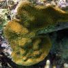 Great star coral (2010)