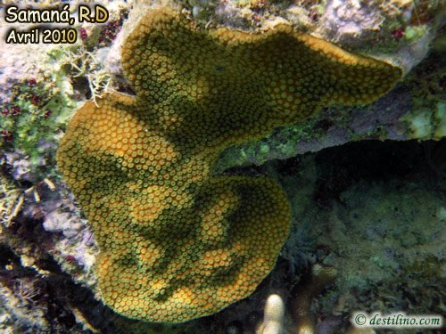 Great star coral (2010)
