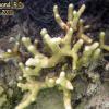 Thin finger coral (2010)