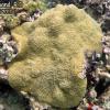 Knobby brain coral (2010)