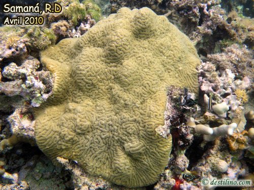 Knobby brain coral (2010)