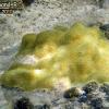 Mustard hill coral (2010)