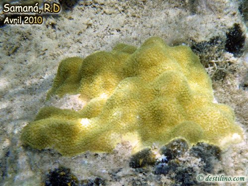 Mustard hill coral (2010)