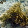 Orange Spiny Sea Rod (2010)