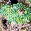 Green Grape Alga (2010)