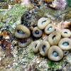 Corals